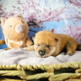 Red Collar - Red sesame female Shikoku Ken puppy in Pennsylvania from Aoiyama Sou Shikoku Kennel