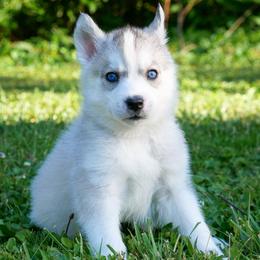 Smoke - Gray and white female Siberian Husky puppy in Knoxville, Tennessee from The Siberian Empire