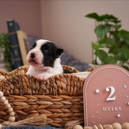 Novella - Black and white female Border Collie puppy in Brooklyn Center, Minnesota from Inspire Performance Dogs