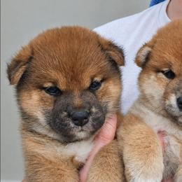 Ren - Red female Shiba Inu puppy in Marianna, Florida from Diwasou