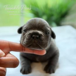 AKC Noodle - Blue male French Bulldog puppy in Powder Springs, Georgia from Twinkle Paws Frenchies and Yorkies
