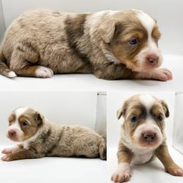 Red Merle female 1 - Red merle female Toy Australian Shepherd puppy in Brooker, Florida from Honey, I Shrunk the Aussies