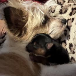 Davidson - Black & tan tri-color male Morkie puppy in Taylorsville, North Carolina from Mountain Top Hot Tailz