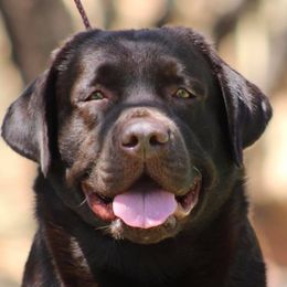 Labrador Retrievers from Colindy Labradors