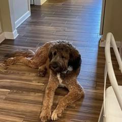 Saint Berdoodle All Grown Up from Lakeside Pups