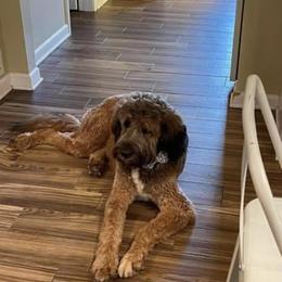 Saint Berdoodle All Grown Up from Lakeside Pups