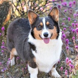 Josie - Pembroke Welsh Corgi