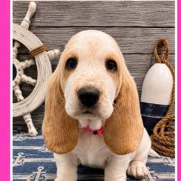Pink collar female - Red and white female Basset Hound puppy in Columbia, South Carolina from Pawmetto Hounds