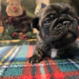 Girl 1 - Brindle female Pug puppy in Auburn, Kentucky from Prentice Family Pugs, Bugs & Corgis