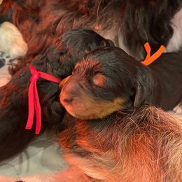 Bernedoodle Puppies from Waverly Farm Bernedoodles