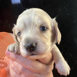 Boy 2 - Cream male Dachshund puppy in Bigfork, Minnesota from Dachshunds Up North