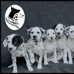 Dalmatian and Doberman Pinscher Puppies from Lorelei Legends