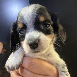 Lollipop - Piebald female Dachshund puppy in Bigfork, Minnesota from Dachshunds Up North