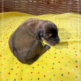 Girl 2 Aussie Doodle - Red female Miniature Australian Shepherd puppy in Pensacola, Florida from TNT MINI AUSSIES