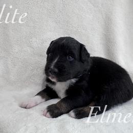 Elmer - Black tri male Miniature Australian Shepherd puppy in Corpus Christi, Texas from Elite Miniature Australian Shepherds