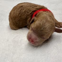Porthos - Red  male Poodle puppy in Bremerton, Washington from Lincoln Luxe Poodles