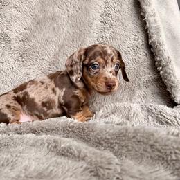 Freddy - Dapple male Dachshund puppy in Spanish Springs, Nevada from Silver Sage Dachshunds