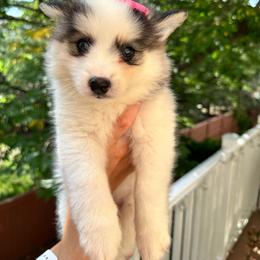 Girl 1 - Black and white female Pomsky puppy in Leesburg, Virginia from Capital Pomsky