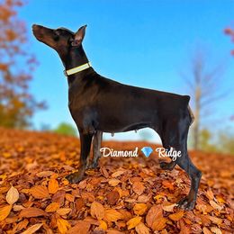 Niya - Doberman Pinscher