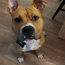 American Staffordshire Terrier All Grown Up from Woodshire AST Kennel