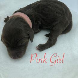 Bernedoodle and Goldendoodle Puppies from Bailey Mountain Doodles