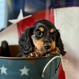 Dorothy - Dachshund puppy from Farmhouse Dachshunds