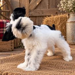Bowie - Parti male Miniature Schnauzer puppy in La Mirada, California from SchnauzersRus
