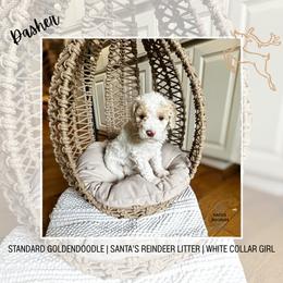 Dasher - Parti female Goldendoodle puppy in Montgomery, Texas from Dacus Doodles