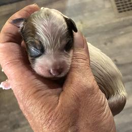 L65-05 - Red speckled male Australian Cattle Dog puppy in Sheridan, Oregon from 6pk Cattledogs
