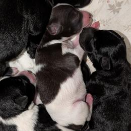 Bubbles - Liver female Miniature Schnauzer puppy in Paris, Texas from Black Star Farm