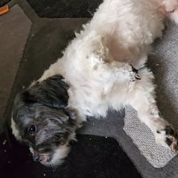 Shih Tzus from SavANA Shih Tzus
