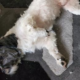 Shih Tzus from SavANA Shih Tzus