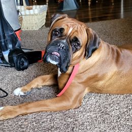 ZZ - Boxer
