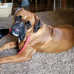 ZZ - Boxer