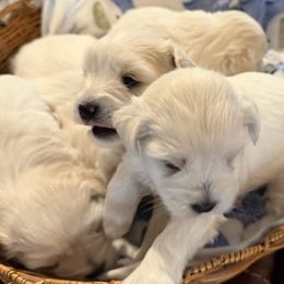 Miniature Schnauzer puppies from Smilee Schnauzers