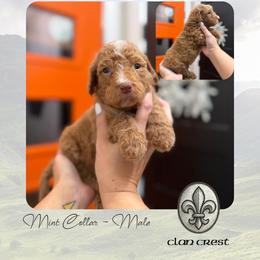 Clan Crest - Mint Collar - Apricot male Goldendoodle puppy in Garland, Texas from Twilight Doodles