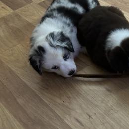 Miniature American Shepherd Puppies from Bond’s MAS