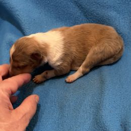 Boy 2 - Sable and white Collie puppy in Bad Axe, Michigan from Collie Campo