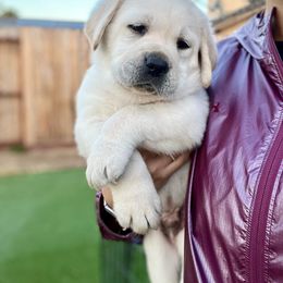 Double Doodle and Labrador Retriever Puppies from Hansen Pups