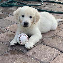 Golden Retriever Puppies from MC Goldens
