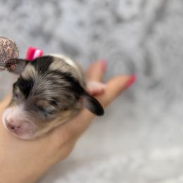 Winnie - Dapple female Dachshund puppy in Iola, Texas from Whiskey River Dachshunds