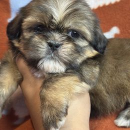 Finley - Chocolate and tan male Shih Tzu puppy in Roseville, Michigan from Diamond Paws LLC