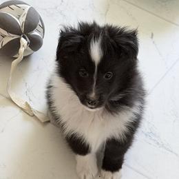 Sim - Black and white male Shetland Sheepdog puppy in Ypsilanti, Michigan from Rollinghills Breeders