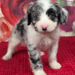 B3 - Blue merle male Aussiedoodle puppy in Citra, Florida from Southpaw Herders LLC