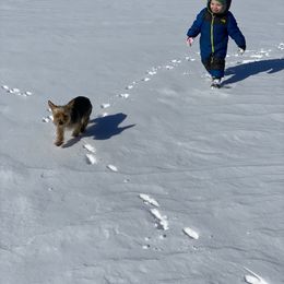 Yorkshire Terrier Puppies from Celestial Family Terriers (Yooper Yorkies)