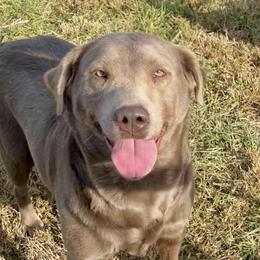 Heidi - Silver female Dilute Retriever puppy in Baldwin City, Kansas from Hedge Lane Labradors