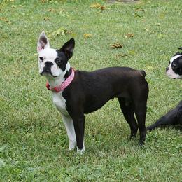 Boston Terriers and Cocker Spaniels from Down in the Holler