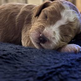 Polar - Yellow Collar Male - Parti male Goldendoodle puppy in Eunice, Louisiana from Maison De Pawz