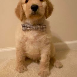 Aussiedoodle, Double Doodle, Goldendoodle, and Poodle Puppies from Hope’s Doodles