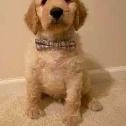 Aussiedoodle, Double Doodle, Goldendoodle, and Poodle Puppies from Hope’s Doodles